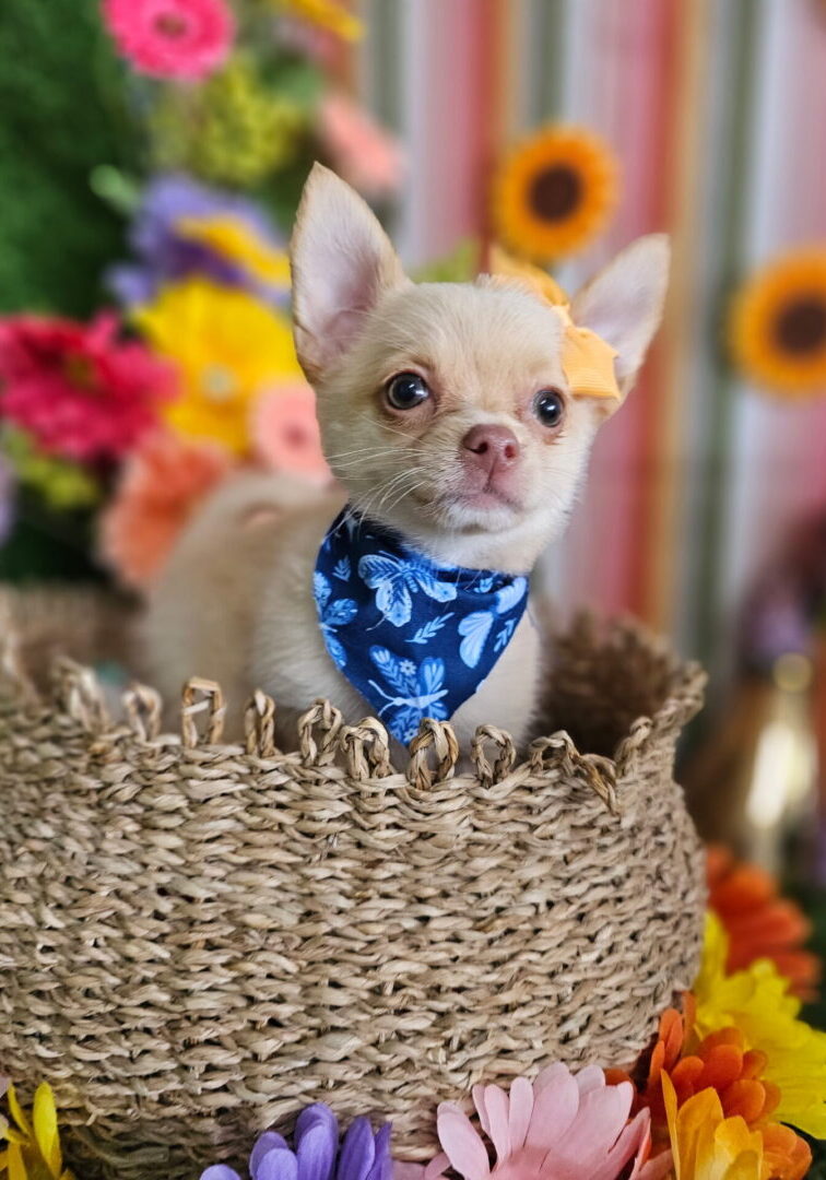 Small Chihuahua wearing a blue bandana sitting in a woven basket.