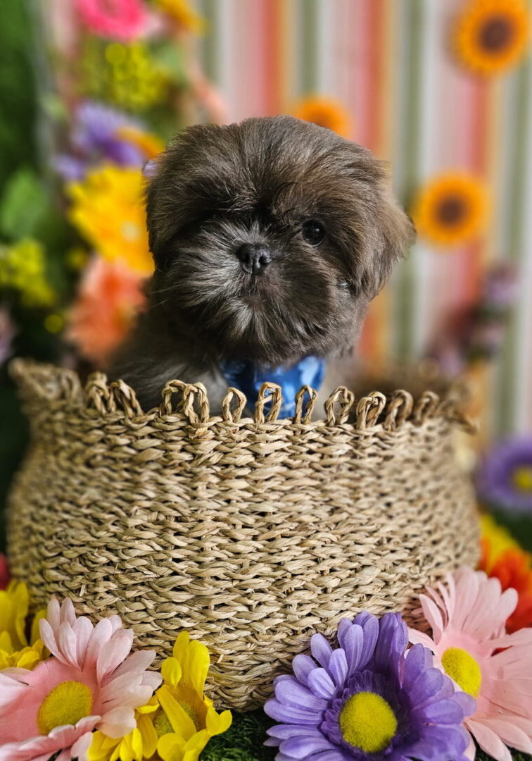 Small black puppy peeks out of a woven basket surrounded by colorful flowers.