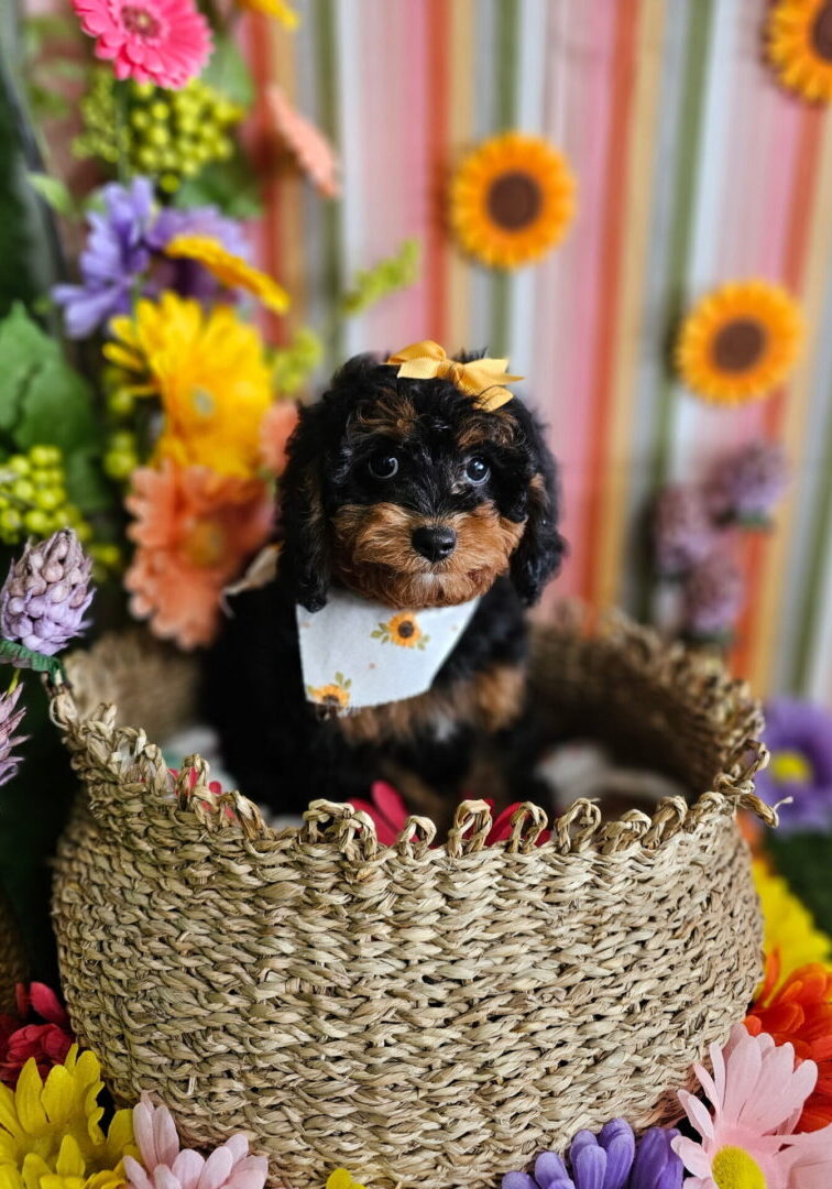 Tiny puppy wearing a bow tie sitting in a woven basket surrounded by flowers.