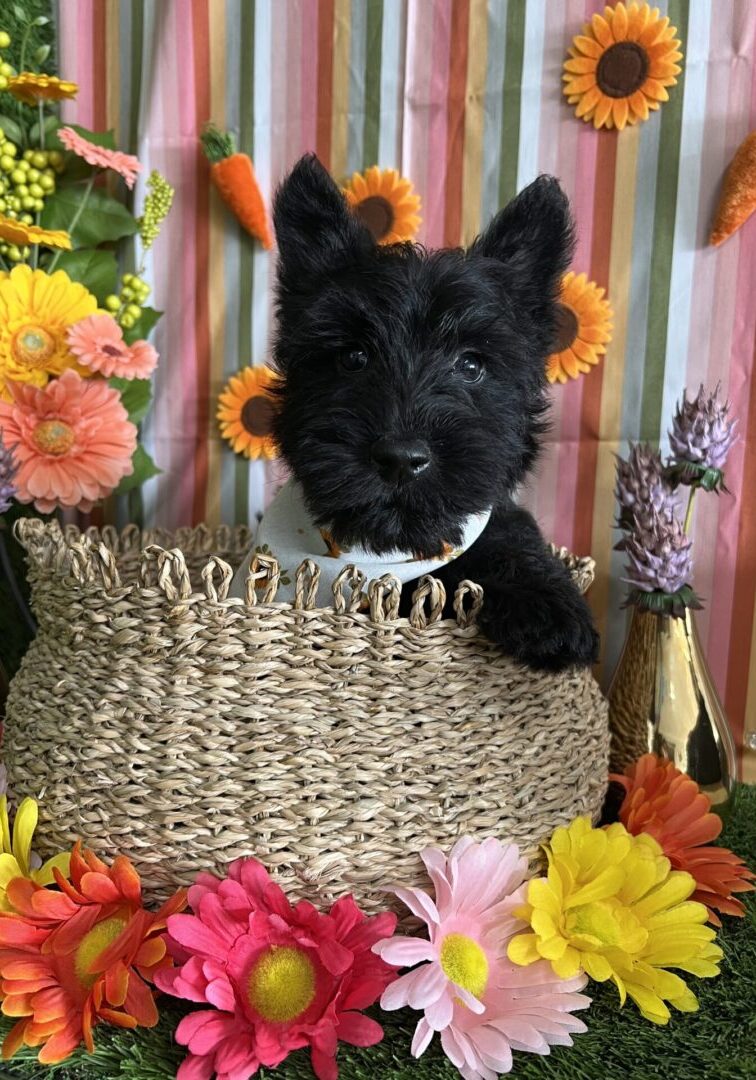 A black puppy peeks out from a woven basket surrounded by colorful flowers.