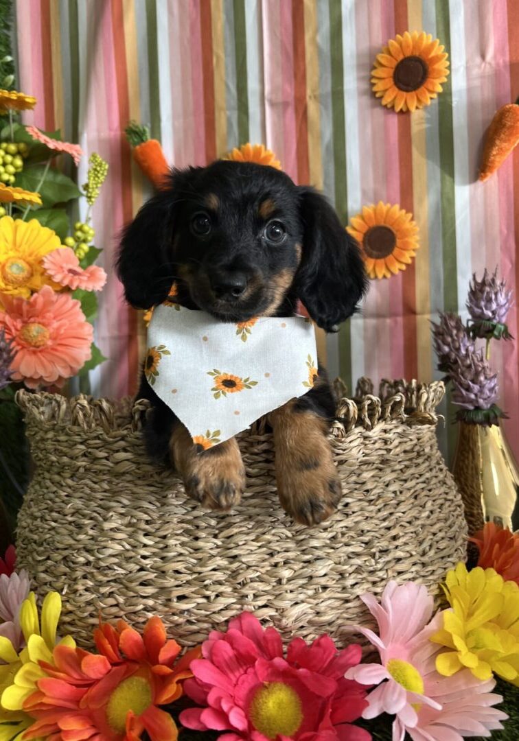 A black and brown puppy wearing a white bandana sitting in a woven basket surrounded by colorful flowers.