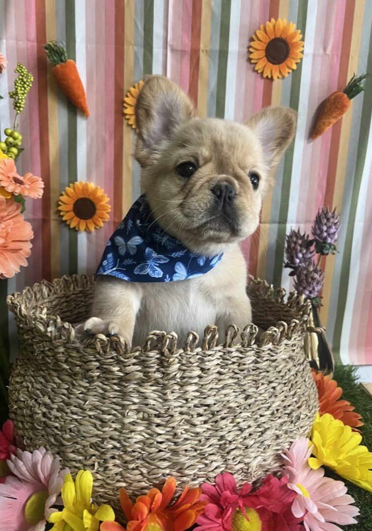 Adorable French Bulldog puppy in a woven basket surrounded by sunflowers.
