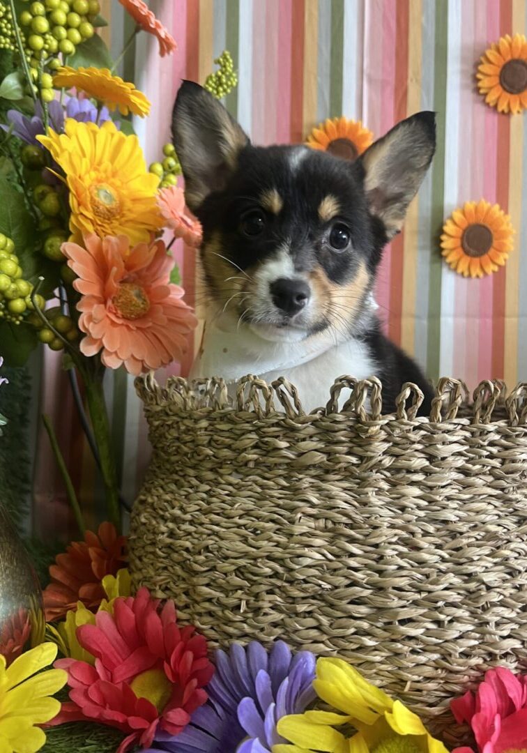 Small dog peeks out of woven basket surrounded by colorful flowers.